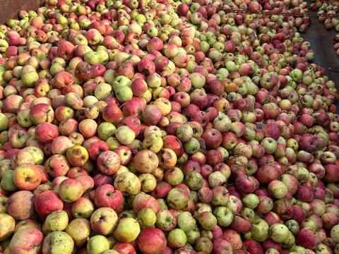 Eladó cefre alma Eladó cefre alma