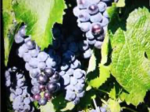 Kiváló minőségű Merlot borszőlő termelőtől eladó Kiváló minőségű Merlot borszőlő termelőtől eladó