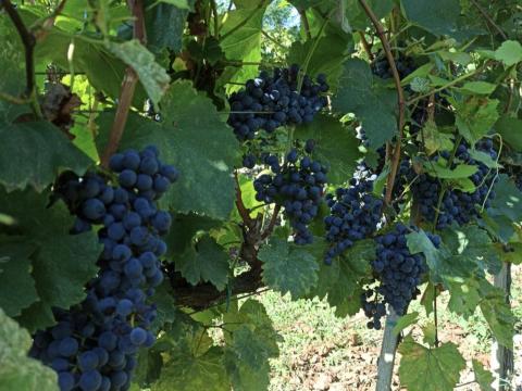 Eladó Szekszárdi Merlot borszőlő Eladó Szekszárdi Merlot borszőlő