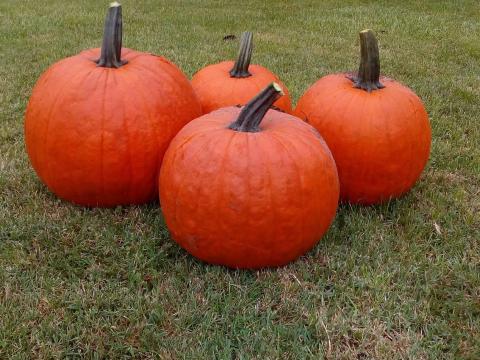 Halloween tök eladó Halloween tök eladó