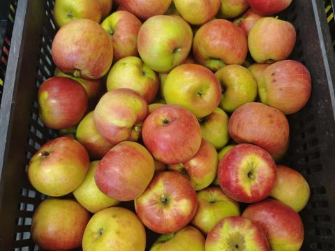 Étkezési alma eladó Heves megyében, Csányon Étkezési alma eladó Heves megyében, Csányon