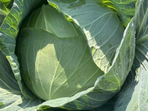 Fejes káposzta eladó Fejes káposzta eladó