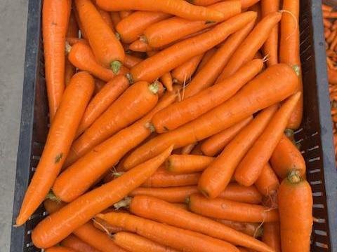 Sárgarépa eladó – friss, minőségi sárgarépa közvetlenül a termelőtől Sárgarépa eladó – friss, minőségi sárgarépa közvetlenül a termelőtől