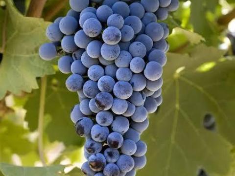 Eladó Cabernet sauvignon borszőlő a Szekszárdi Borvidéken Eladó Cabernet sauvignon borszőlő a Szekszárdi Borvidéken