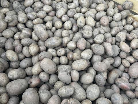 Takarmány burgonya eladó Takarmány burgonya eladó