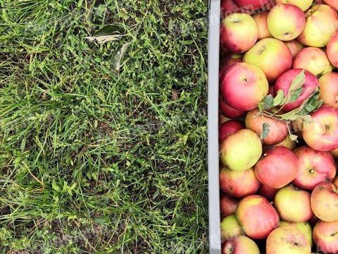 Cefrének való alma eladó Cefrének való alma eladó