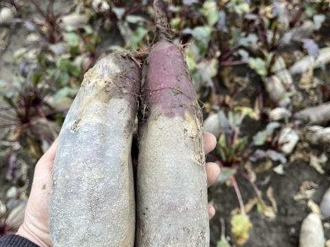 Cékla eladó Cékla eladó