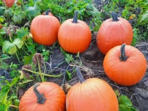 Halloween tök eladó, kis és nagy tételben, szállítással Halloween tök eladó, kis és nagy tételben, szállítással