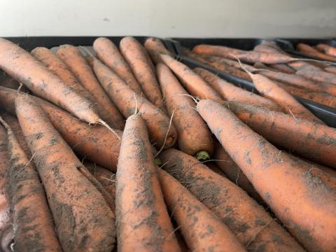 Kézzel szedett sárgarépa eladó Kézzel szedett sárgarépa eladó