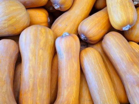 Bio Beja sütőtök eladó! Méz édes Bio Beja sütőtök eladó! Méz édes