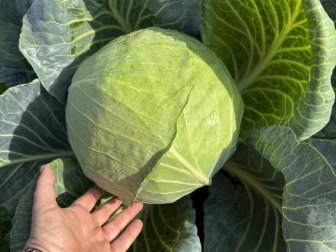 Fejeskáposzta eladó Fejeskáposzta eladó