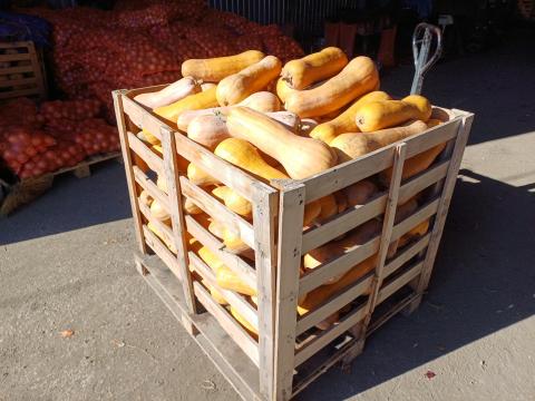 Nagyméretű sütőtök Nagyméretű sütőtök