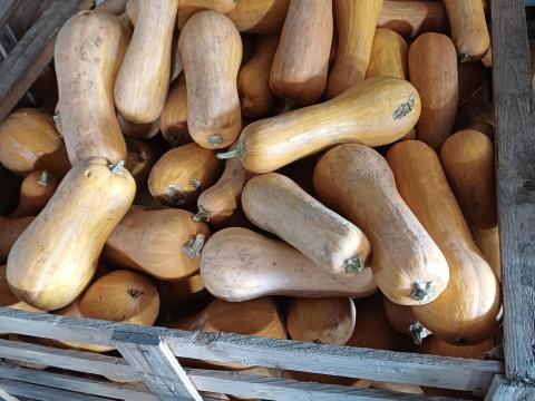 Takarmány sütőtök Takarmány sütőtök