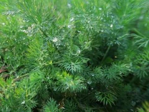 Friss kapor eladó Friss kapor eladó