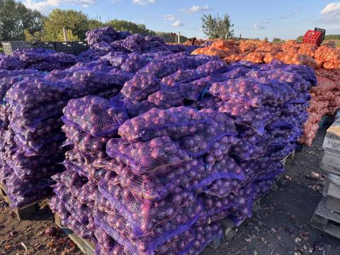 Lilahagyma eladó Nyíregyházán Lilahagyma eladó Nyíregyházán