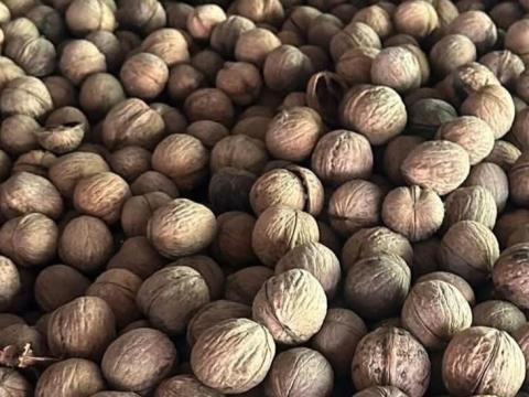 Eladó idei Milotai dió Eladó idei Milotai dió