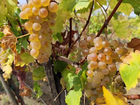 Saszla szőlő eladó Saszla szőlő eladó