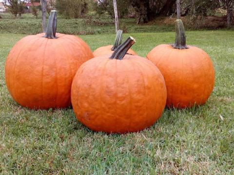 Halloween tök eladó Halloween tök eladó