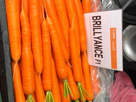 Sárgarépa Sárgarépa