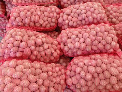 Evolution burgonya eladó 25-45mm Evolution burgonya eladó 25-45mm