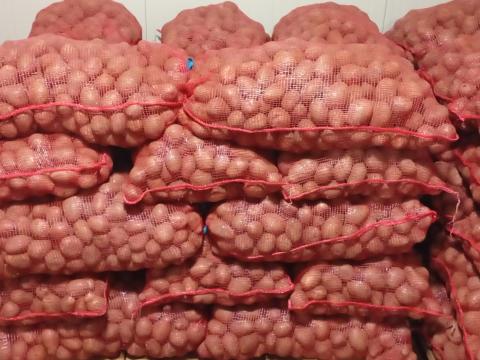 Vető méretű Balatoni Rózsa burgonya eladó Vető méretű Balatoni Rózsa burgonya eladó