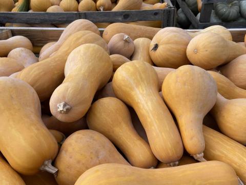 Sütni való tök eladó Dunaföldváron Sütni való tök eladó Dunaföldváron