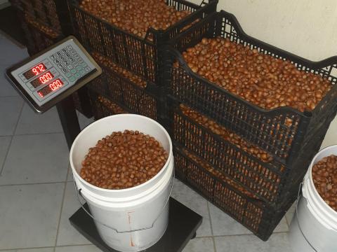 Eladó friss,  egészséges közönséges mogyoró őstermelőtől Kiskunhalason