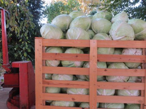 Fejes káposzta eladó nagy tételben - Agressor és Professor fajta