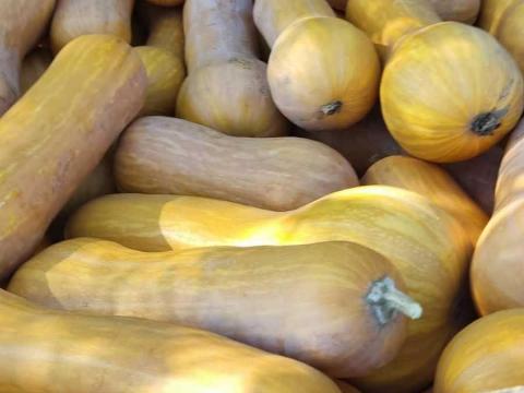 Eladó sütőtök! Eladó sütőtök!