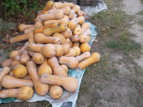 Sütőtök Sütőtök