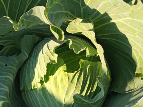 Eladó Lapos Káposzta Green Lunar F1 Fajta Termelőtől Eladó Lapos Káposzta Green Lunar F1 Fajta Termelőtől