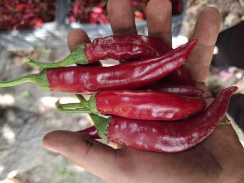 Csöves fűszerpaprika Csöves fűszerpaprika