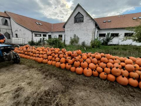 Halloween tök eladó - kis- és nagytételben, 150 Ft/kg-tól, mosva is Halloween tök eladó - kis- és nagytételben, 150 Ft/kg-tól, mosva is