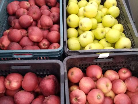 8 fajta, 1. osztályú étkezési alma eladó Újpesten 8 fajta, 1. osztályú étkezési alma eladó Újpesten