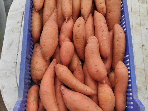 Édesburgonya / Batáta (I. és II. osztály) eladó Édesburgonya / Batáta (I. és II. osztály) eladó
