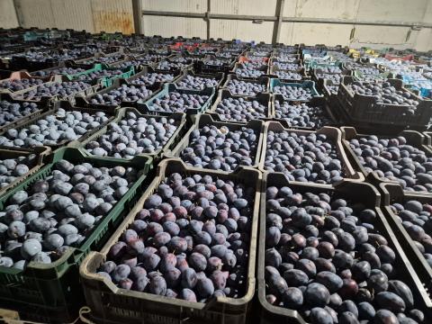 Topend Plus és TopHit szilva eladó Topend Plus és TopHit szilva eladó