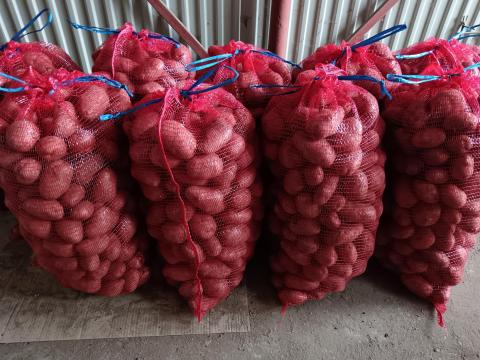 Étkezési Desiree burgonya eladó Étkezési Desiree burgonya eladó