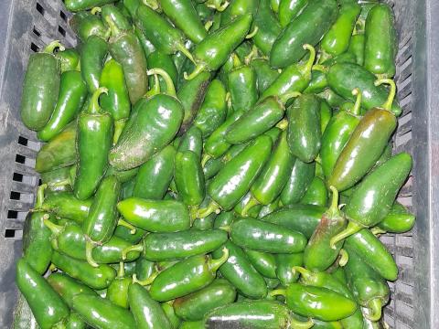 Jalapeno paprika eladó Jalapeno paprika eladó