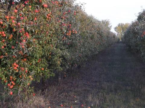 Ipari alma és léalma nagy tételben eladó – Industrial apples and apple juice for sale in bulk Ipari alma és léalma nagy tételben eladó – Industrial apples and apple juice for sale in bulk