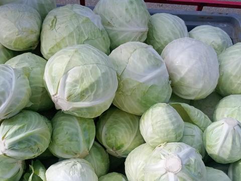 Káposzta eladó Káposzta eladó