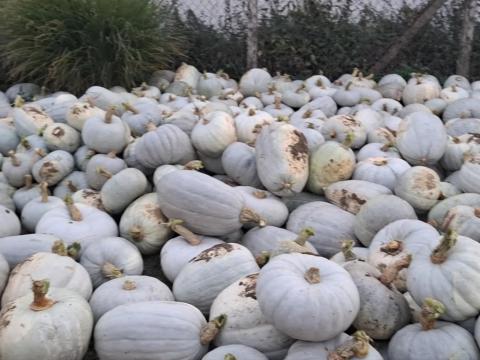 Sütőtök eladó kis- és nagy tételben Sütőtök eladó kis- és nagy tételben