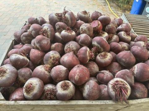 Cékla eladó friss és kiváló minőségben Cékla eladó friss és kiváló minőségben