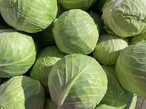 Fejes káposzta eladó Fejes káposzta eladó