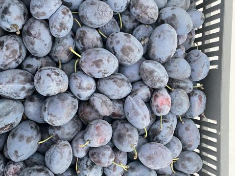 Szilva cefrének Szilva cefrének