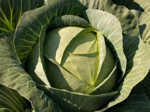 Étkezési fejes káposzta eladó Étkezési fejes káposzta eladó