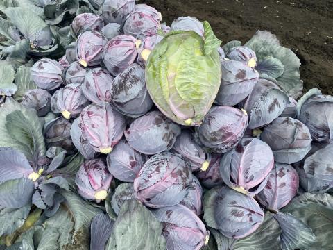 Vöröskáposzta eladó