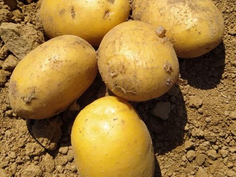 Agria sárgaburgonya eladó - étkezési burgonya nagy tételben Agria sárgaburgonya eladó - étkezési burgonya nagy tételben