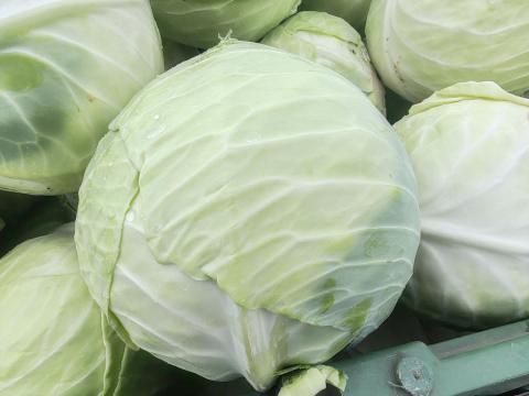 Fejes káposzta frissen vágva termelőtől – Strukta F1, savanyításra kiváló Fejes káposzta frissen vágva termelőtől – Strukta F1, savanyításra kiváló