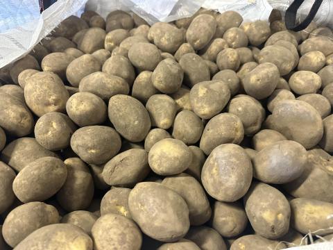 Burgonya és vöröshagyma eladó Burgonya és vöröshagyma eladó