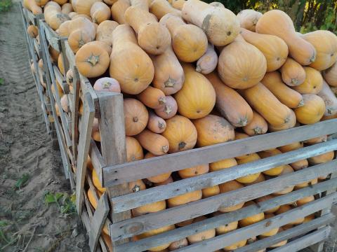 Sütőtök Sütőtök